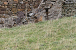 Goshawks portfolio