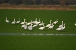 Bewick's Swan