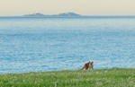 Fox at Malin Head
