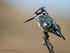 Pied Kingfisher 2