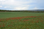 Cáceres-Trujillo steppes, Extremadura, Spain