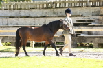 S1 - TSR in Hand Horse & Pony Showing portfolio