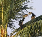 Malabar Pied Hornbills