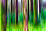 Tree - 1090 motion blur