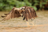 Osprey lifts off from river, Mato Grosso, Brazil