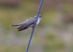 Cuckoo