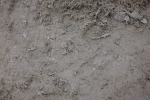SBM_006490