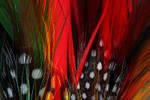 FEATHERS-2-3915