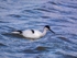Avocet