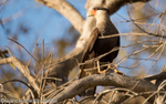 Crested Caracara