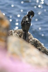Preening Shag