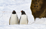Gentoo Penguins