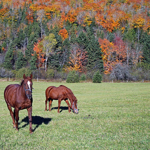 Horses graze in a lush pasture in rural Kings County, New Brunswick amid a very scenic and seasonal backdrop.