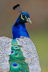 Peacock portfolio