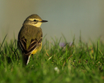 Yellow Wagtail (female) near the treatment works at Farmoor