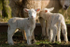 First Lambs of 2008