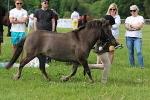 SIAL3164