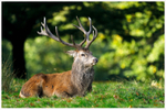Regal Stag 