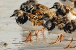 Ruddy Turnstones