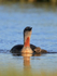 Red-throated Diver chick alongside parent, Floi, Iceland
