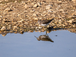 Green Sandpiper