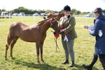 Pony Breeding Championship portfolio