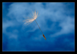 Wish