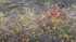 OCTOBER WETLAND - BRUCE PENINSULA