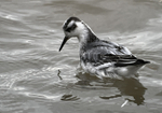 Grey Phalarope
