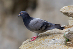 Feral Pigeon perched on a cliff ledge at Durlston