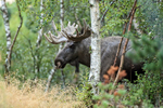 Moose (male) appears from forest, Flatanger, Norway