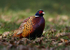 Pheasant 2
