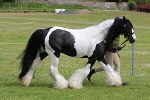 SIAL6445