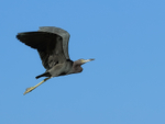Little Blue Heron in flight, Gulfo Dulce, Costa Rica