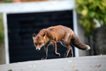 Urban red fox in Bristol car park_0854