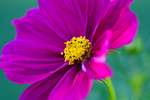 Flower Cosmos - DSC_4368_00041