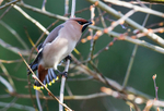 Waxwing