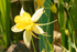 Yellow Aquiligia