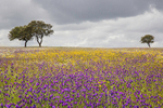 Pastures The Alentejo 