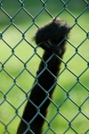 End Fenced I