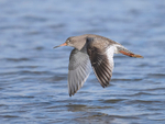 Redshank portfolio