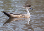 Patagonian Crested Duck 1