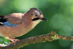 Eurasian Jay close-up portrait, Oxfordshire, UK