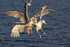 Herring Gulls jostling for position to grab food, Flatanger, Norway