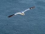 Gannet