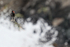 Blackish Oystercatcher & sea spray, Chile
