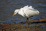 November 2009 - Cattle Egret