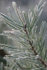 14  Frosted Pine