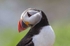 Puffin