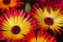Livingstone Daisies